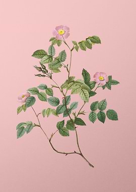 Blooming Sweetbriar Rose