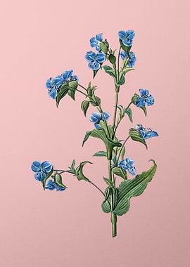 Commelina Tuberosa on Pink