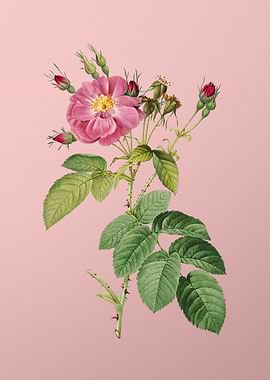 Harsh Downy Rose on Pink