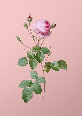 Blooming Provence Rose