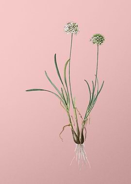 Allium Carolinianum on Pin