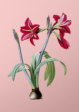 Brazilian Amaryllis