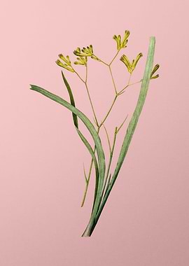 Anigozanthos Flavida Pink