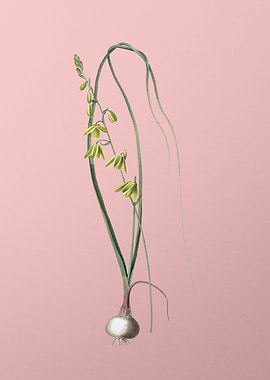 Albuca Flower on Pink