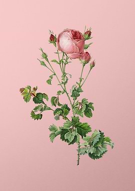 Celery Leaved Cabbage Rose