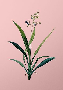 Flax Lilies on Pink