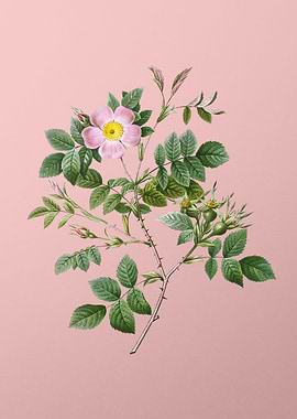 Blooming Malmedy Rose