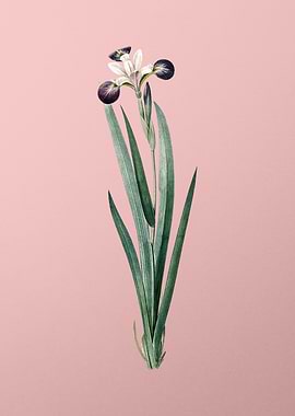 Harlequin Blueflag on Pink