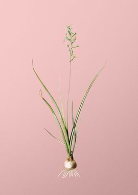 Hyacinthus Viridis on Pink