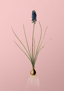Grape Hyacinth on Pink