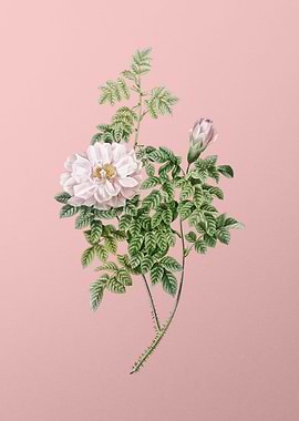 Blooming Ventenats Rose