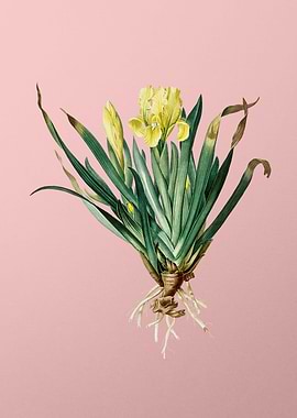 Crimean Iris on Pink