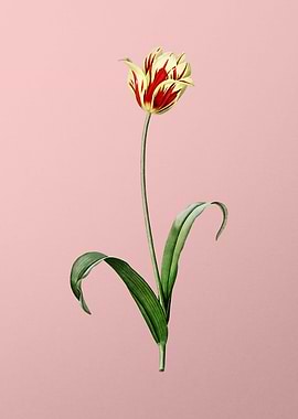 Didiers Tulip on Pink