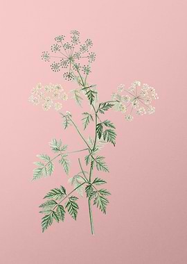 Hemlock Flowers on Pink
