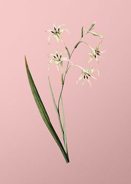 Gladiolus Cuspidatus