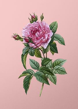 Blooming Pink French Rose