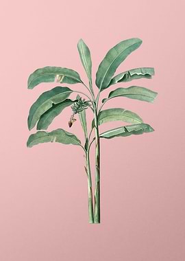 Banana Tree on Pink