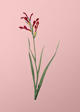 Gladiolus Cunonius on Pink