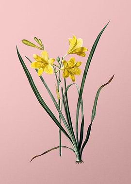 Daylily Flowers on Pink