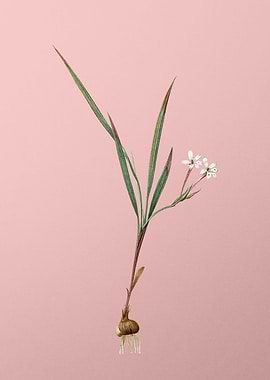 Gladiolus Inclinatus