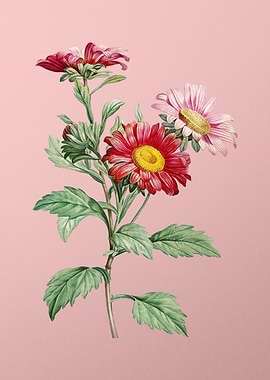 Blooming Red Aster Flowers