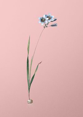 Galaxia Ixiaeflora on Pink