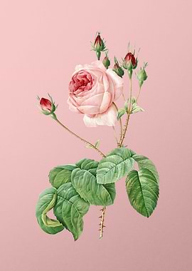 Blooming Cabbage Rose