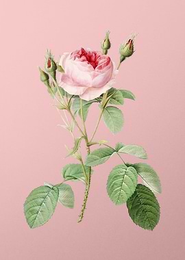 Double Moss Rose on Pink