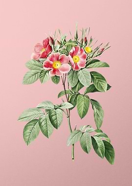 Blooming Pasture Rose