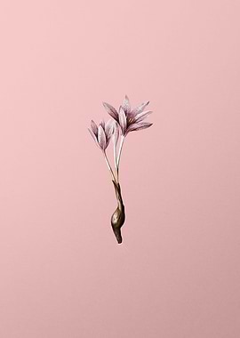 Autumn Crocus on Pink