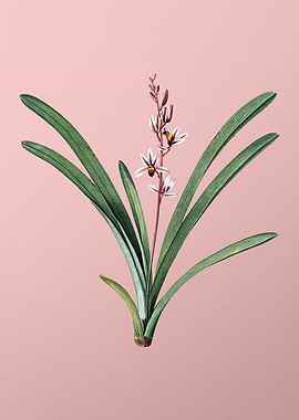 Boat Orchid Flower on Pink