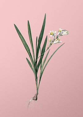 Gladiolus Xanthospilus