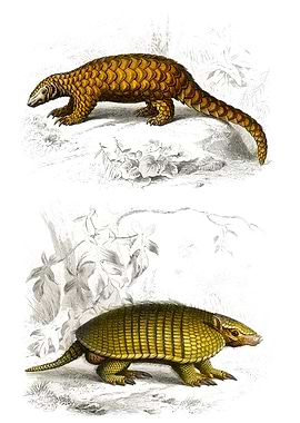 Armadillo illustration