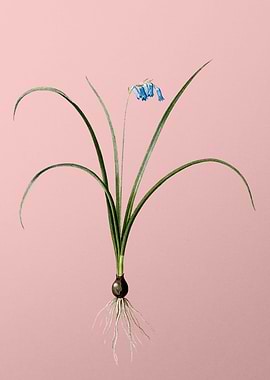 Brimeura Flowers on Pink