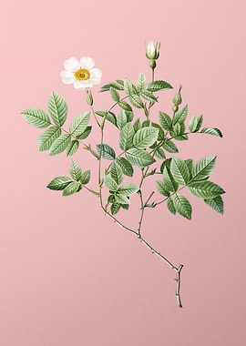 Vintage Rosebush on Pink