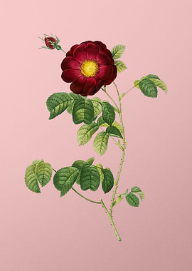 Vintage Rose on Pink