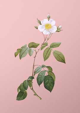 Big Leaved Climbing Rose