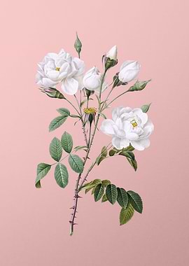 Vintage White Rose on Pink