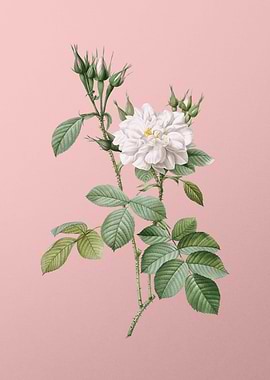 Autumn Damask Rose on Pink