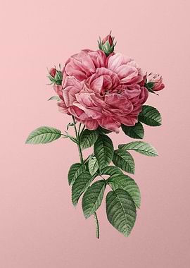 Giant French Rose on Pink