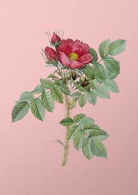 Kamtschatka Rose on Pink