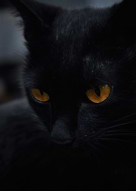 Black cat