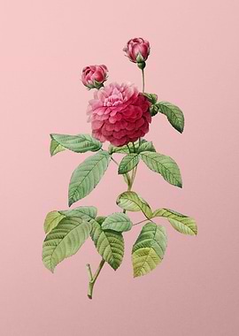 Agatha Rose in Bloom