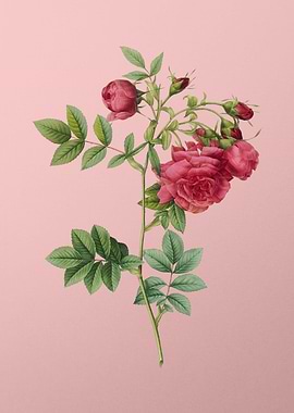 Blooming Turnip Roses