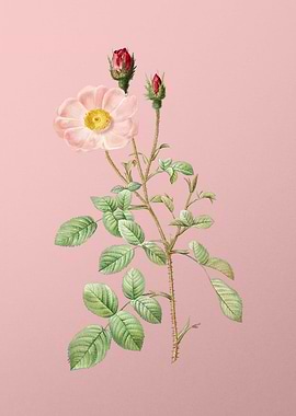 Vintage Sparkling Rose