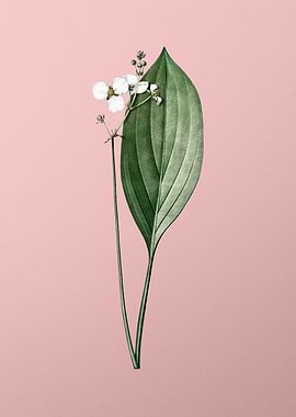 Bulltongue Arrowhead