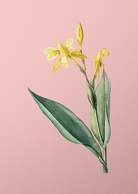 Bandana of the Everglades