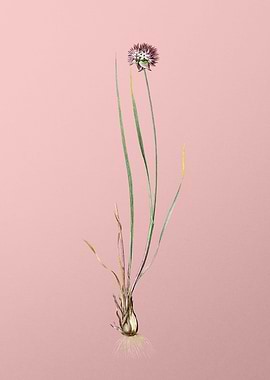 Allium Foliosum on Pink