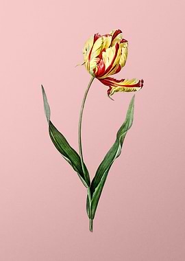 Didiers Tulip on Pink