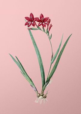 Gladiolus Cardinalis